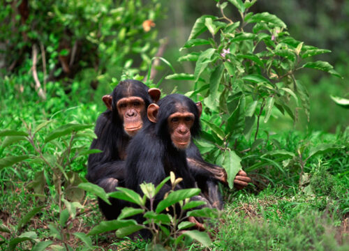 Rwanda Gorilla Safari – Volcanoes National Park