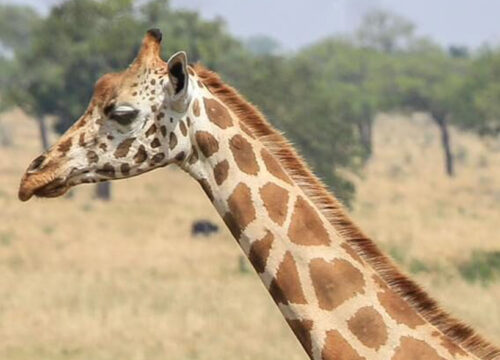 Day Uganda Wildlife Safari – Queen Elizabeth National Park