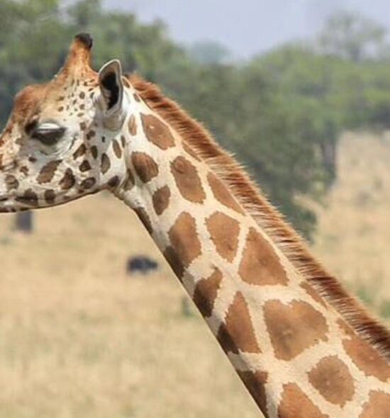 Day Uganda Wildlife Safari – Queen Elizabeth National Park