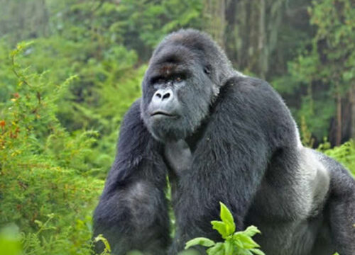 Day Gorilla Trekking Safari in Uganda