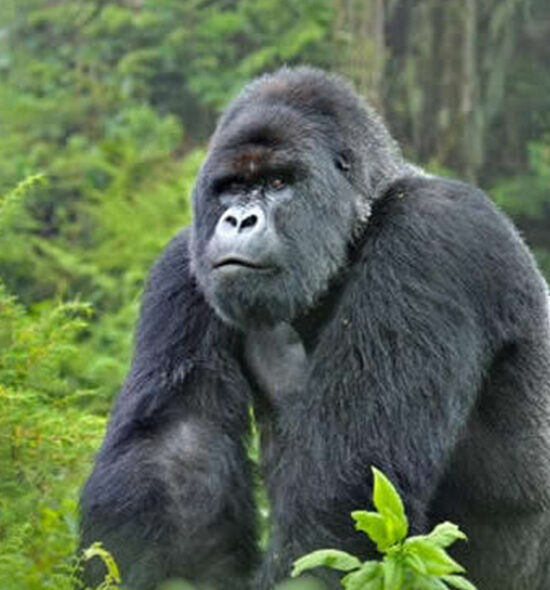 Day Gorilla Trekking Safari in Uganda