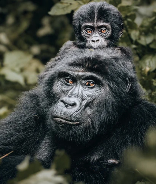 Adventure and climbing